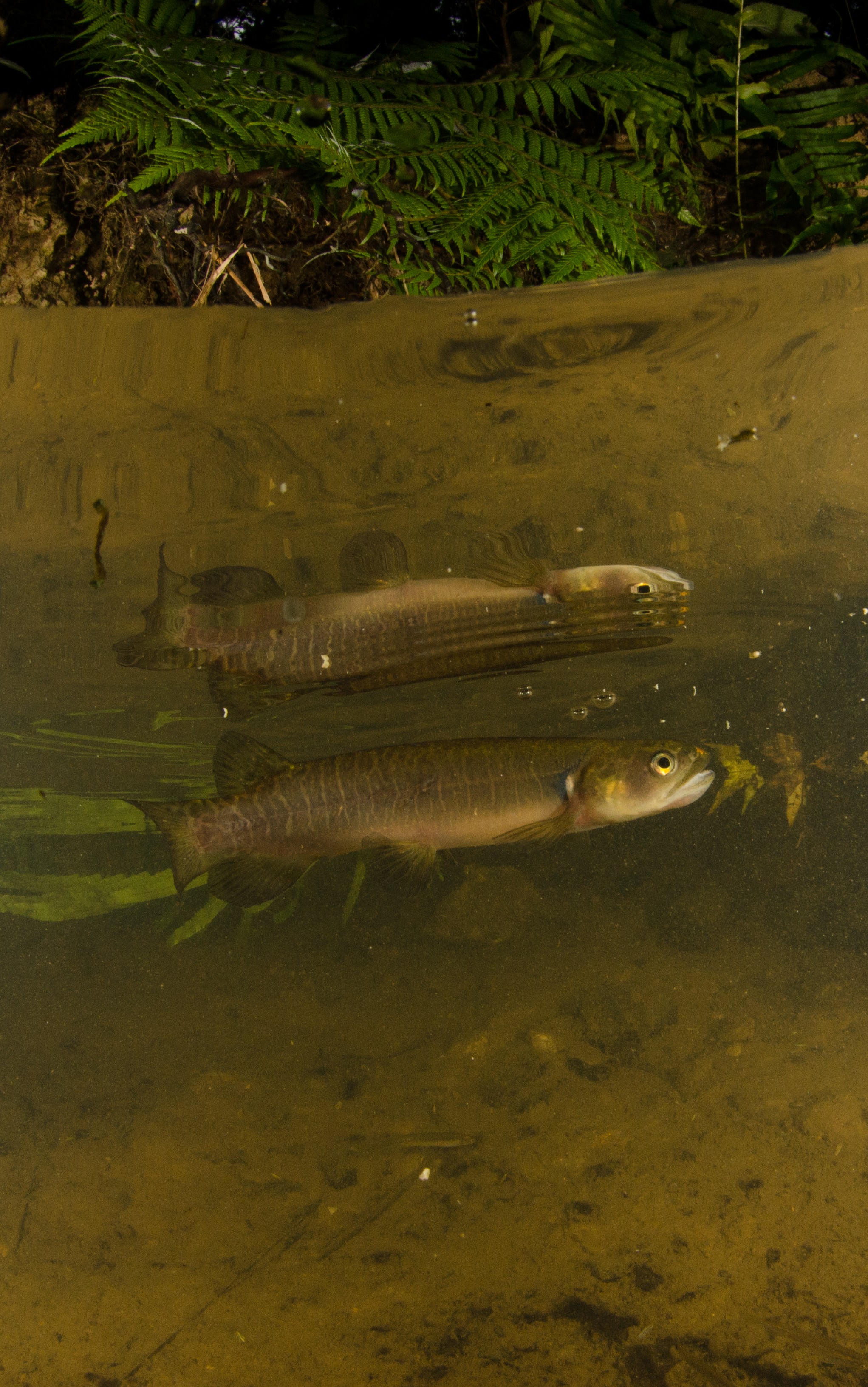 DSC_5318 – Banded, kokopu, Galaxias, fasciatus, home, kaiatea, stream, Crispin, new, zealand, new zealand, freshwater, streams, stream, rivers, galaxid